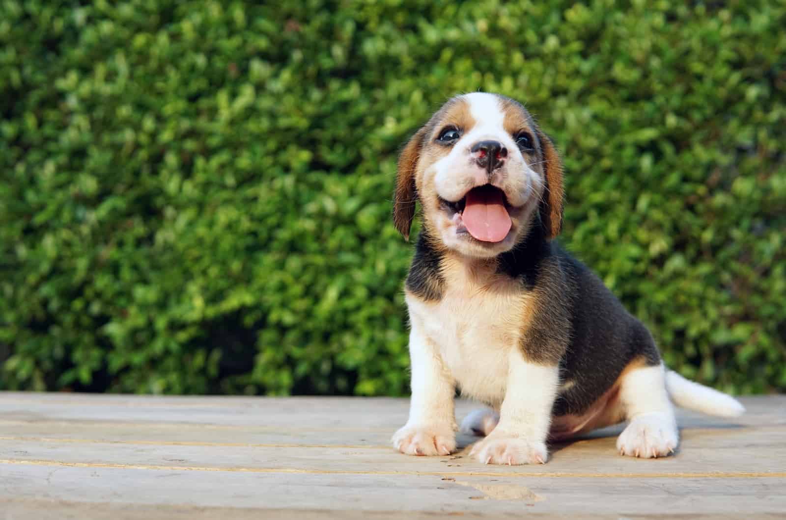 Beagle Rocks sits and laughs