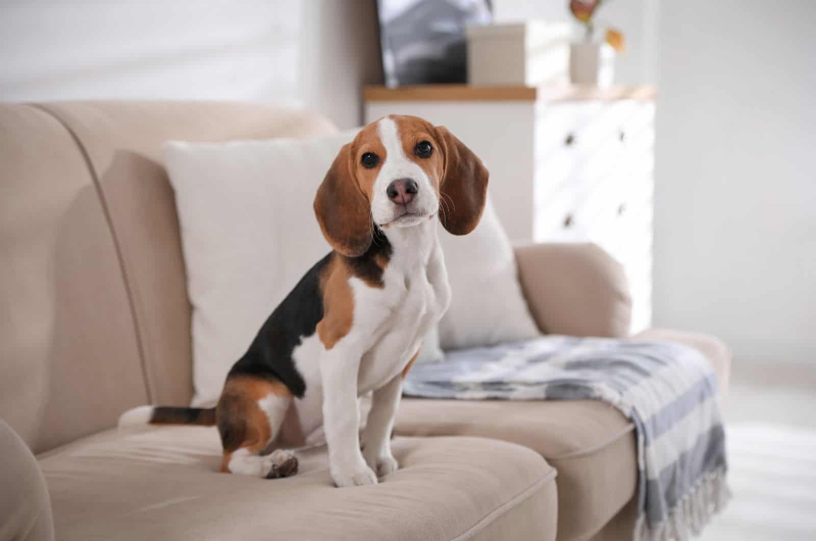 Beagle sitting on sofa