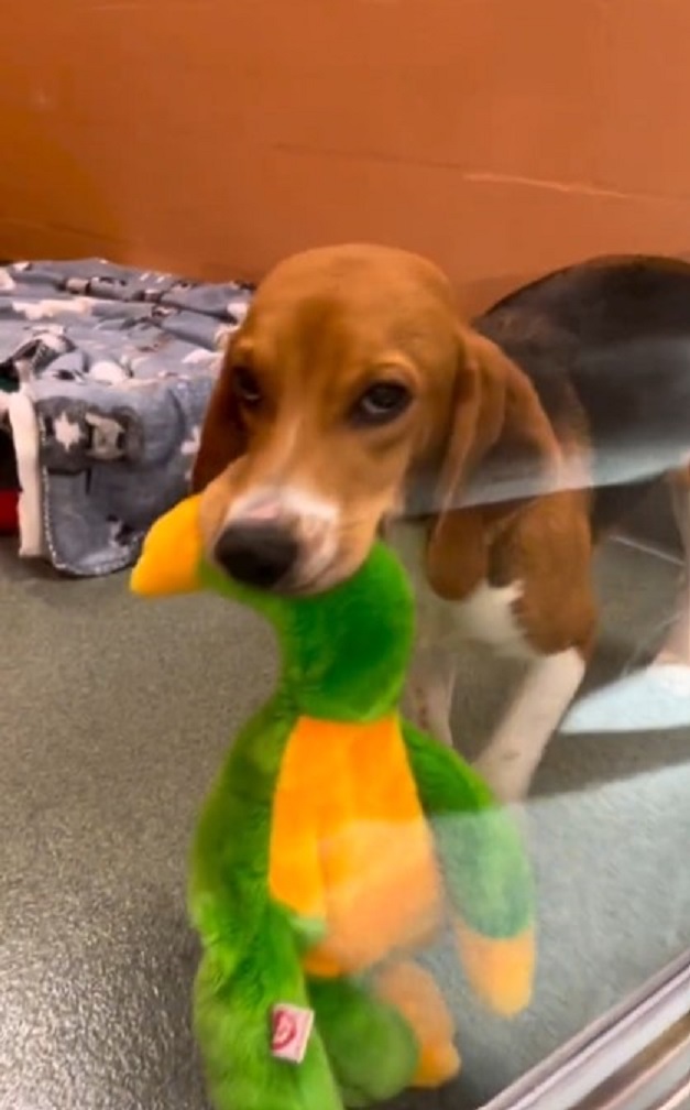 beagle with his toy