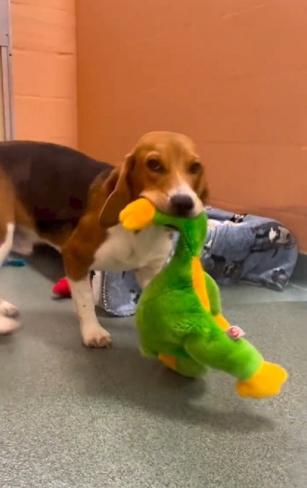 beagle with green and yellow toy in mouth