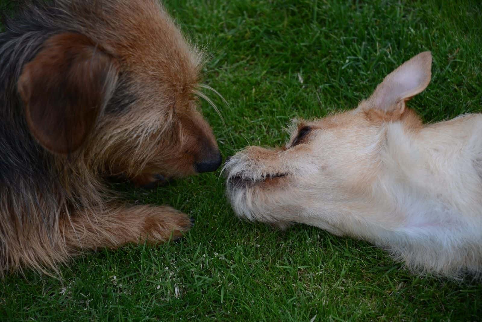 beagle yorkie mix and terrier mutt playing on the ground