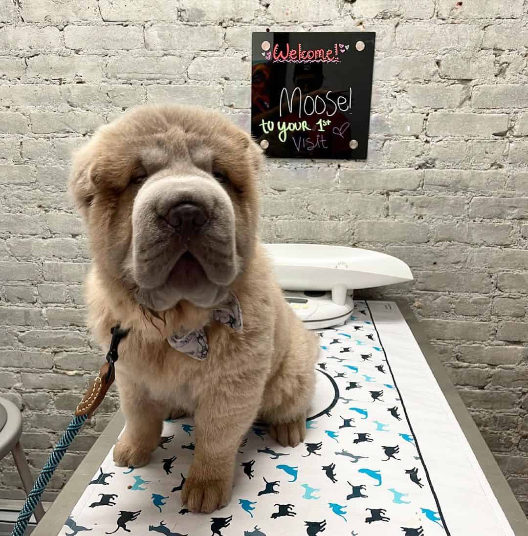 Bear Coat Shar-Pei puppy