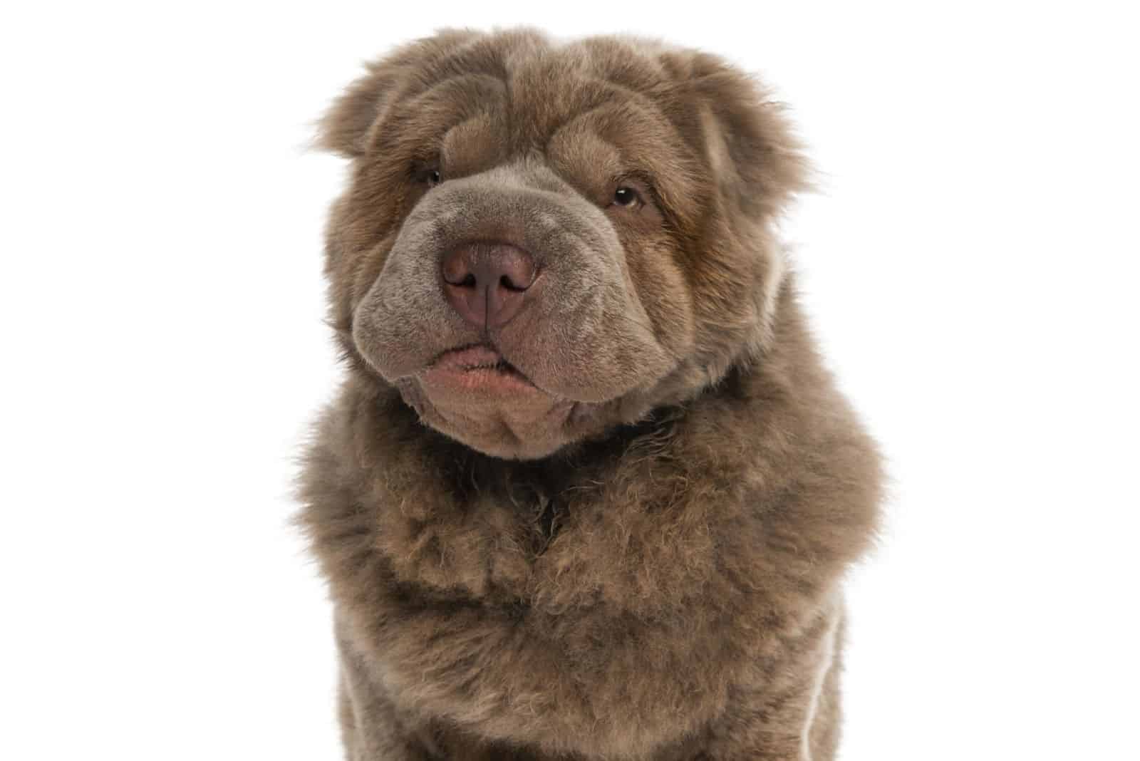 beat coat shar pei dog standing in white background