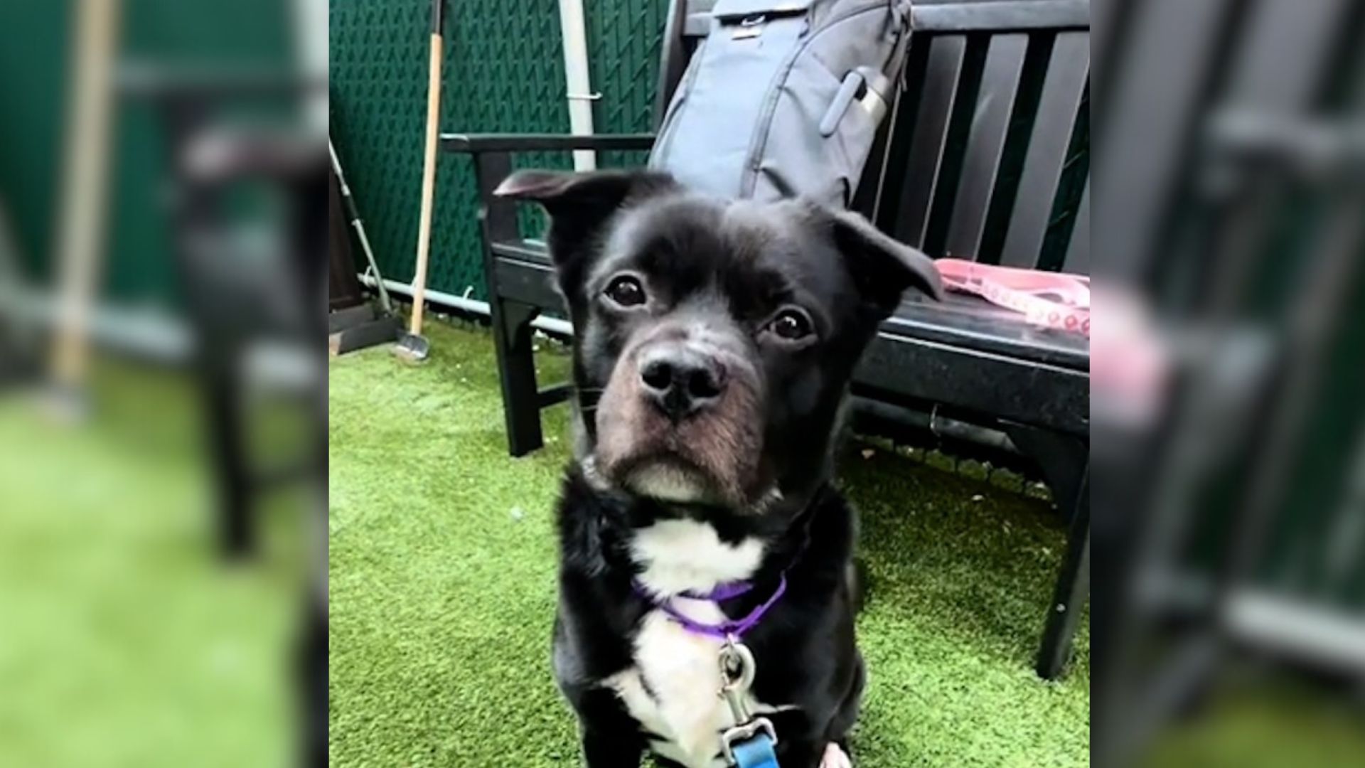 Owners Had To Surrender Their 6-Year-Old Dog To A Shelter And The Reason Is Heartbreaking