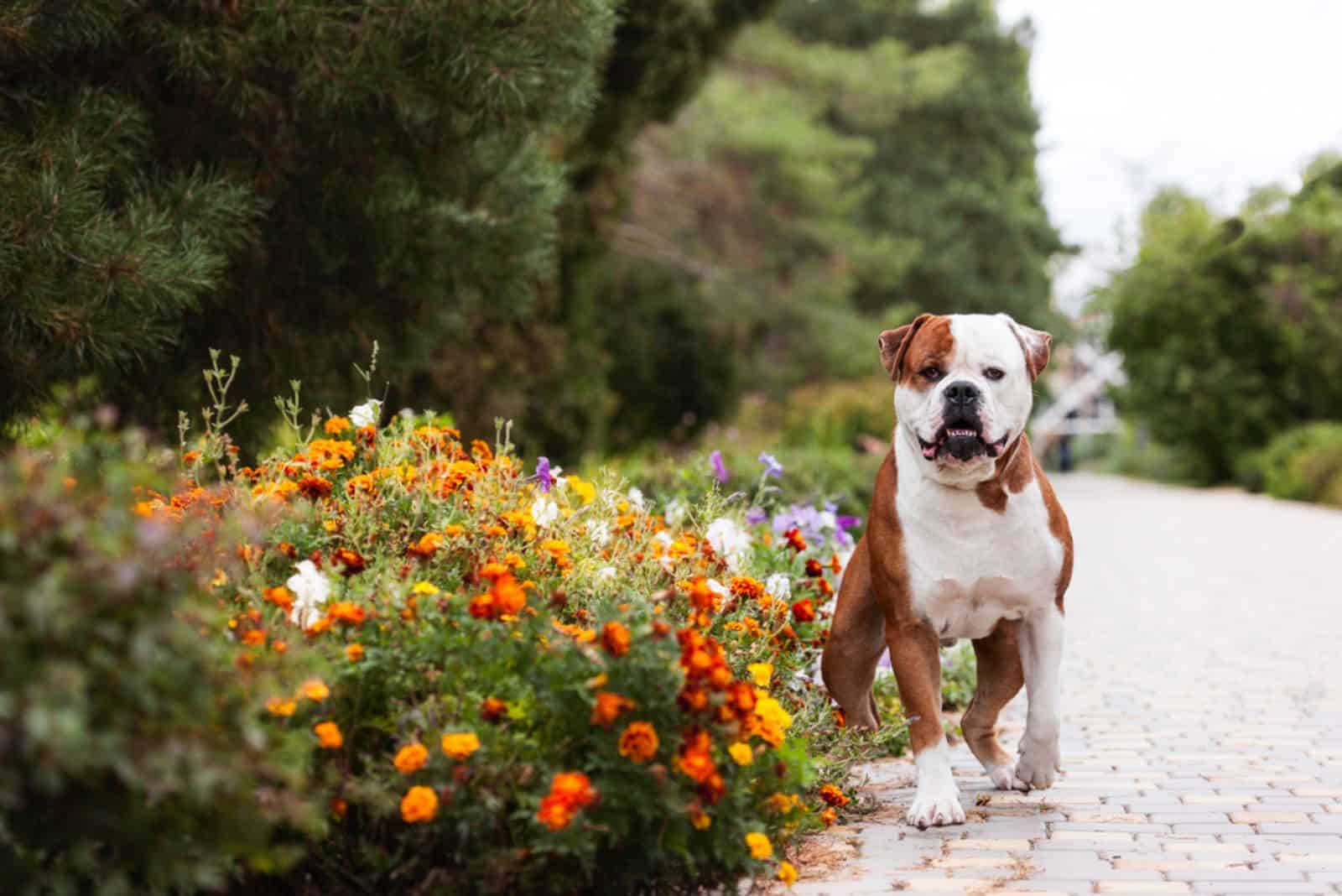 beautiful american bulldog looking at camera