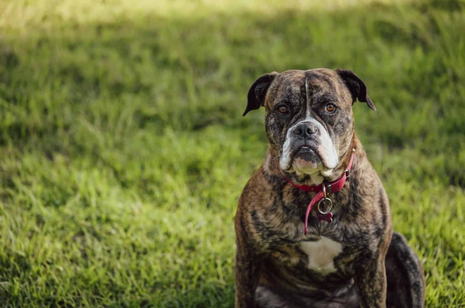 beautiful american bulldog sitting in the grass