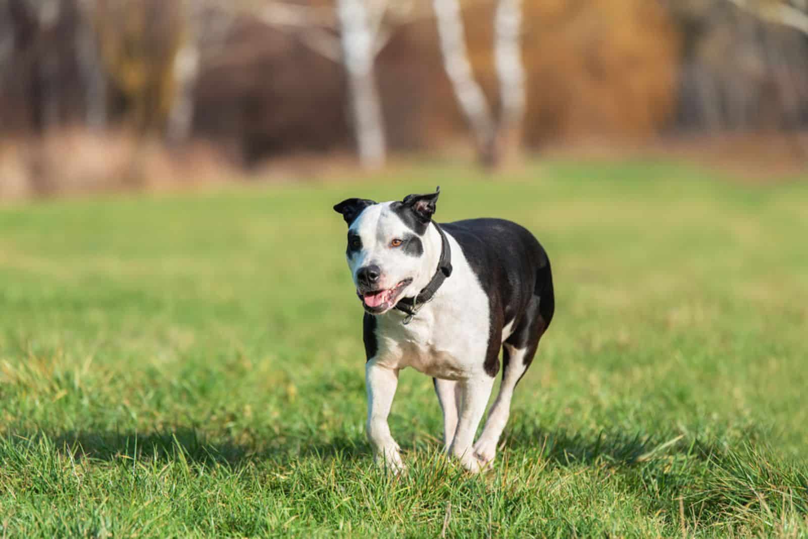 Beautiful American Pitbull terrier dog in the park