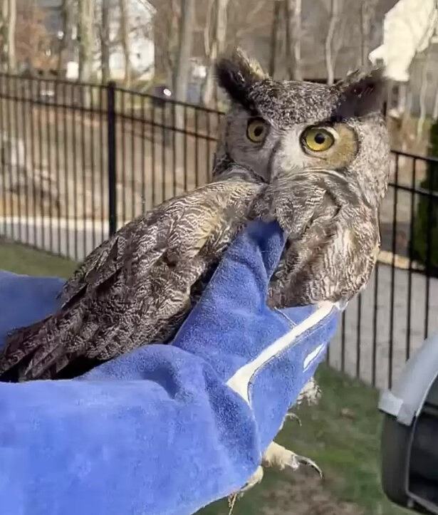 beautiful baby owl