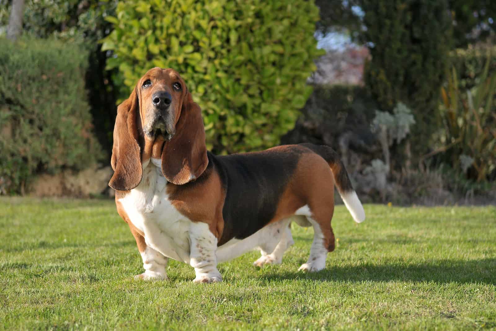 Beautiful Basset Hound purebred dog