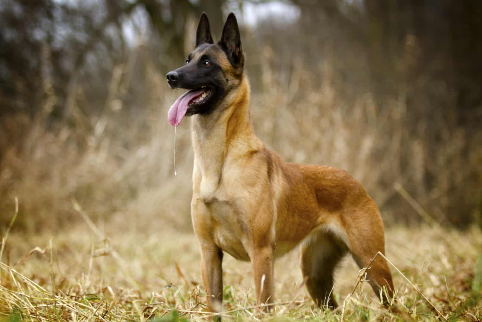 beautiful Belgian Malinois standing in nature