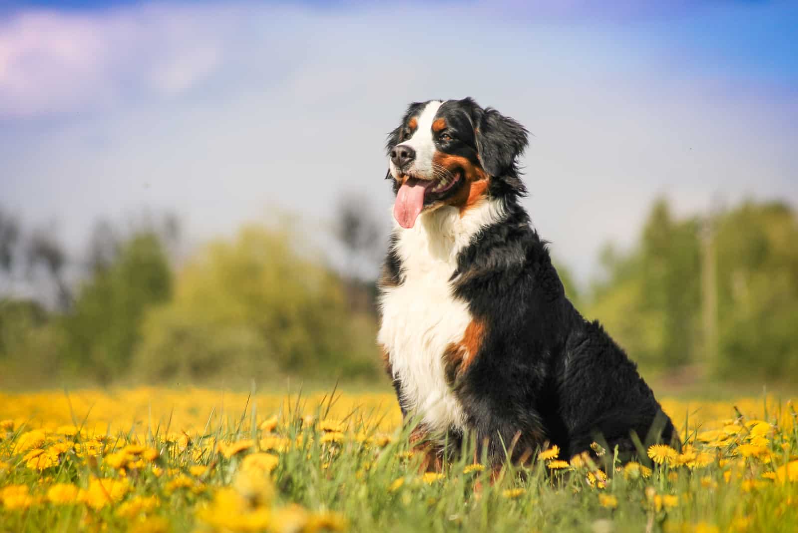 beautiful bernese mountain dog in nature