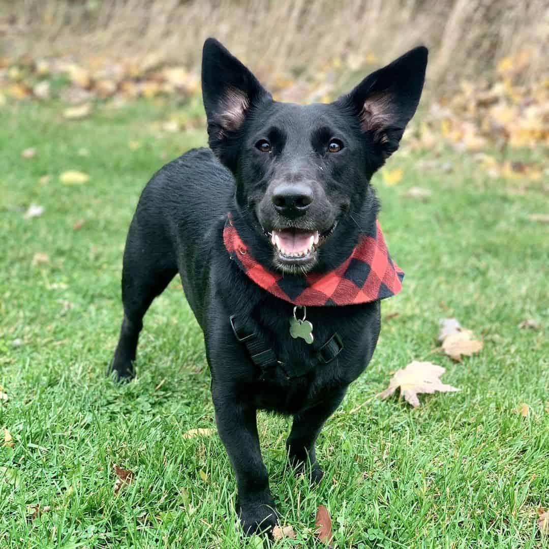 beautiful black Corgi Lab Mix dog on the grass