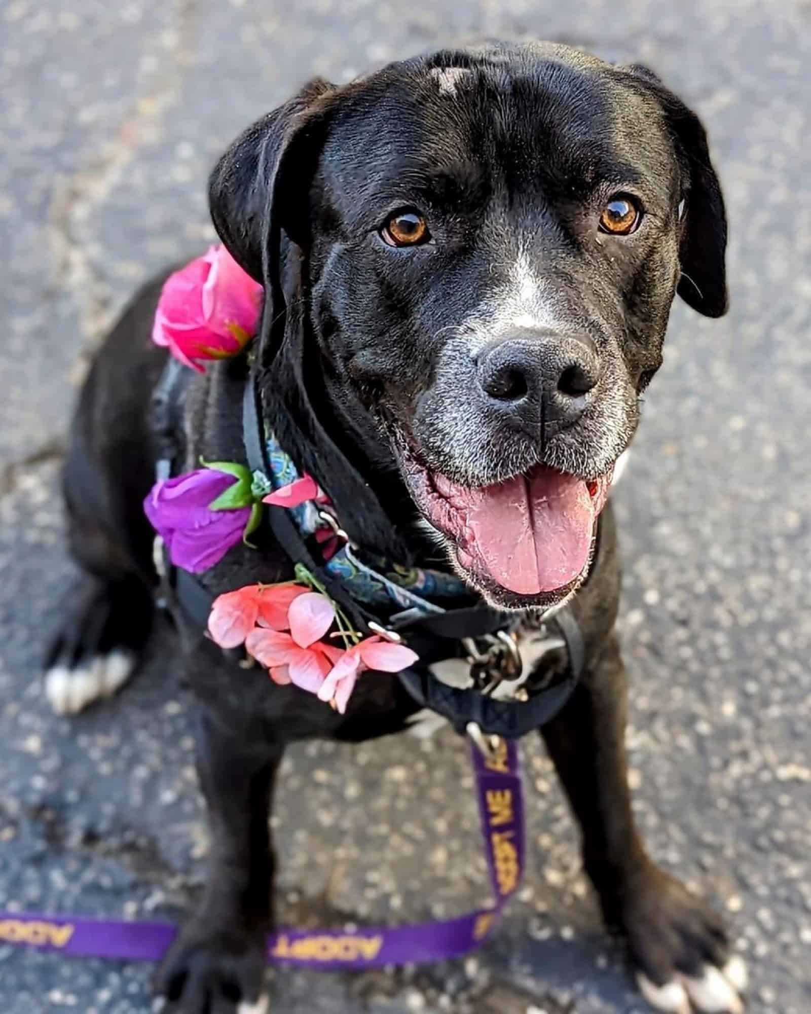 beautiful black dog with flowers on his collar