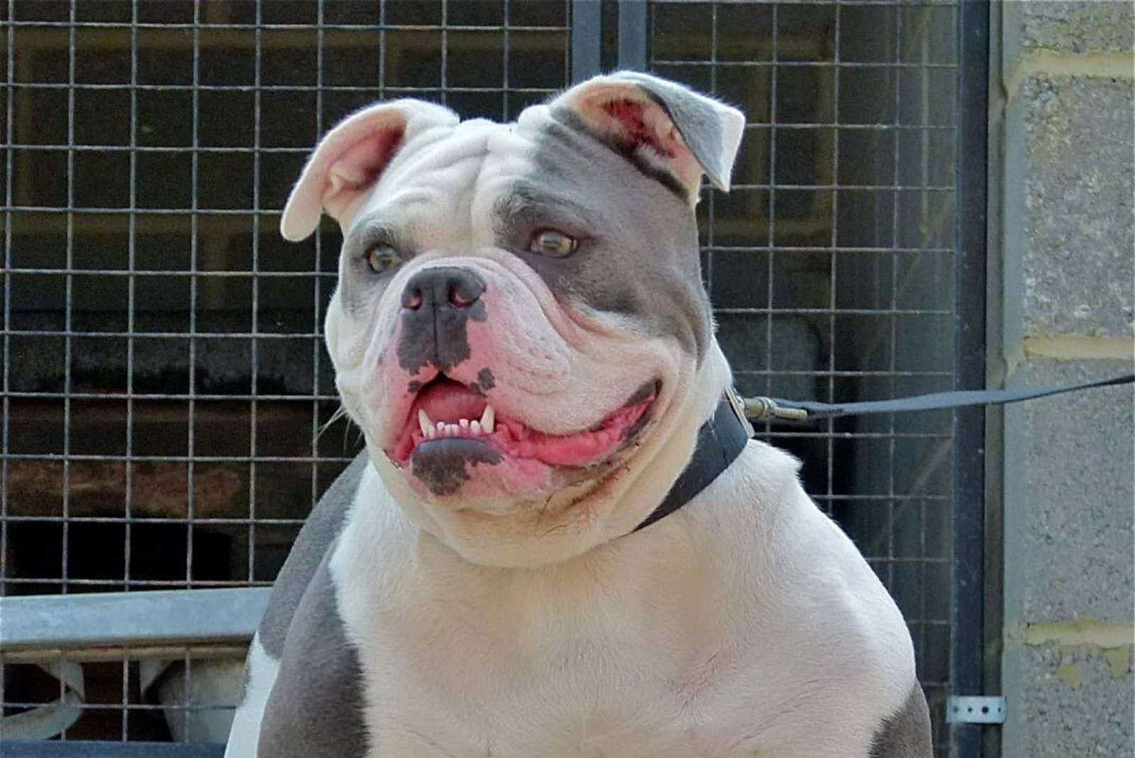 beautiful blue english bulldog