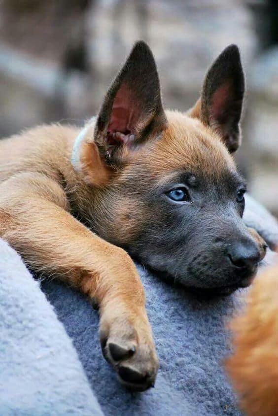 beautiful blue-eyed belgian malinois puppy
