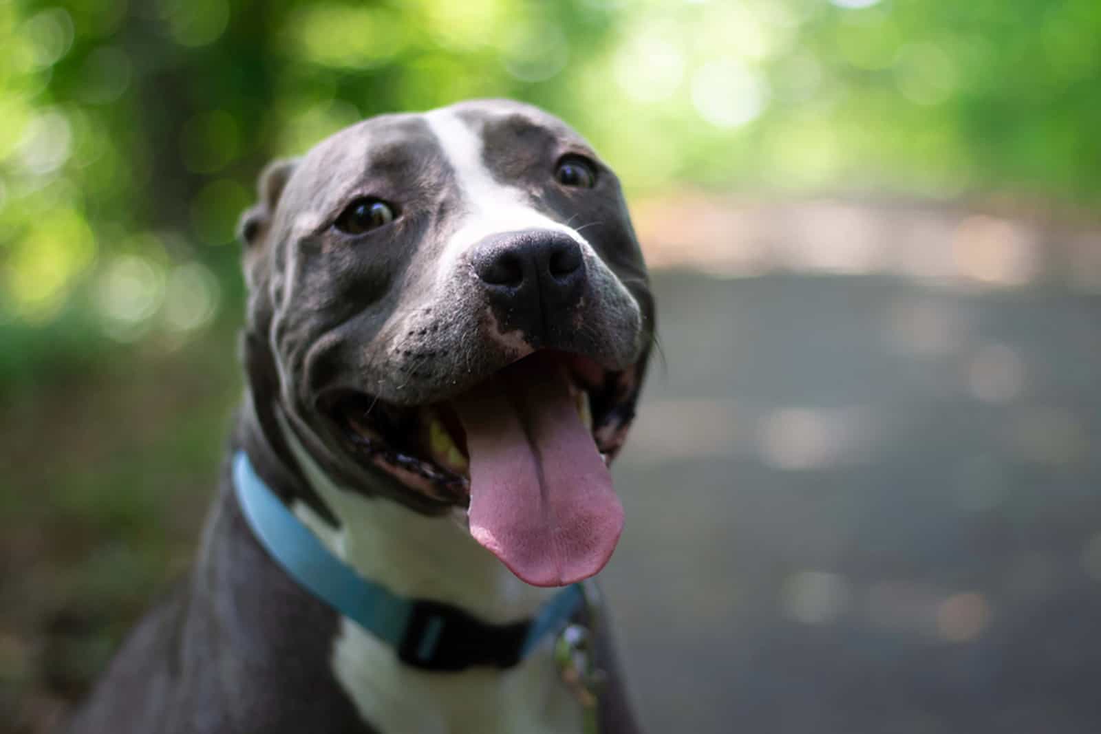 beautiful blue nose pitbull dog in the park