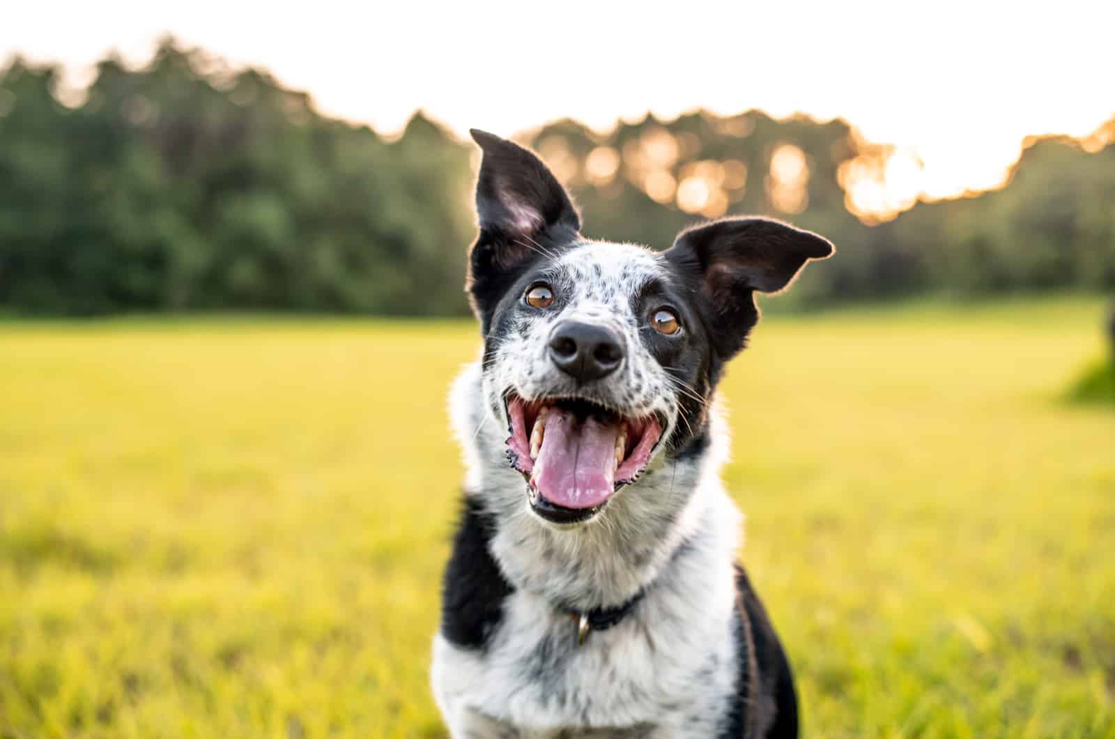 Beautiful Border Collie mix outdoors at sunset