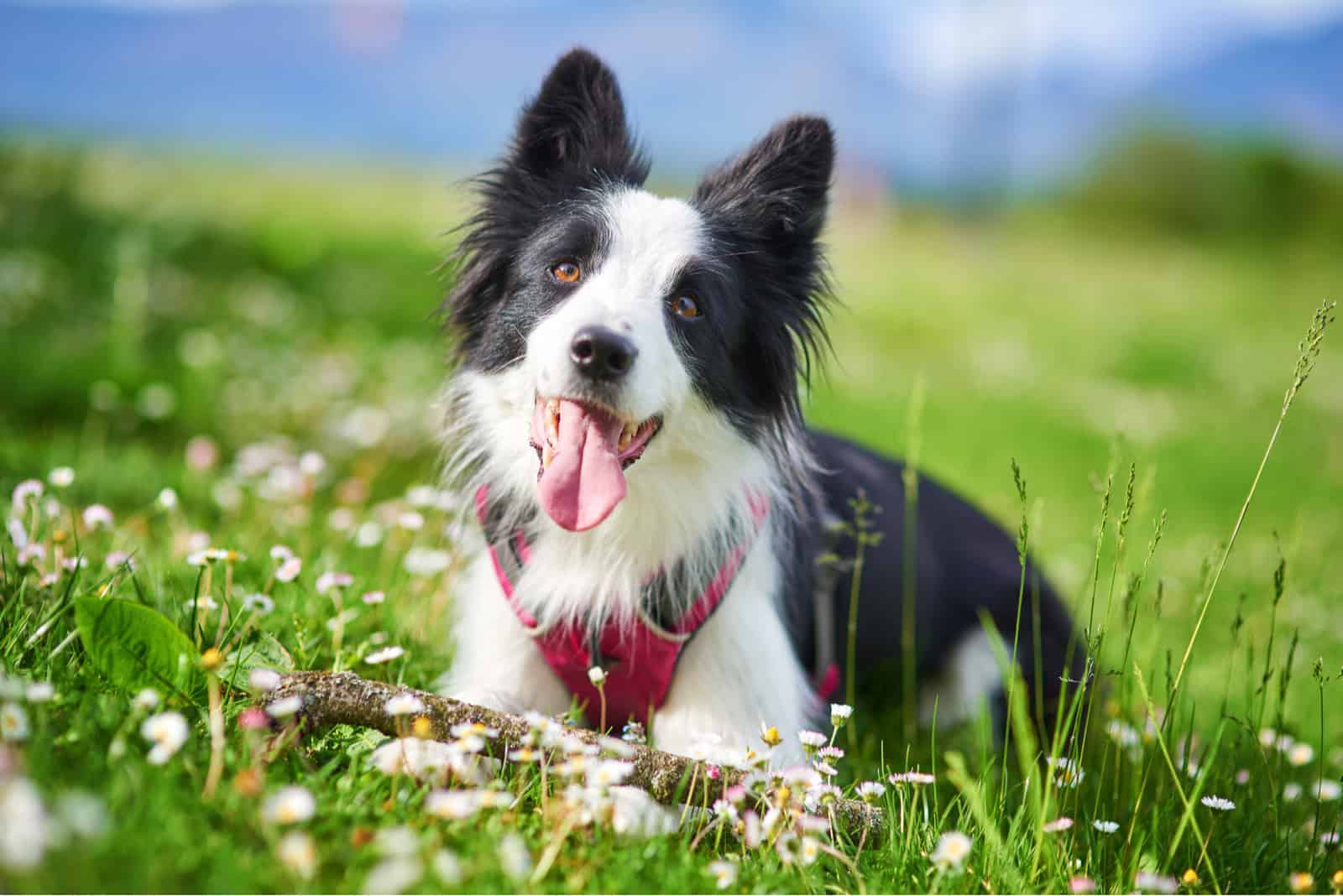 Beautiful Border Collie puppy