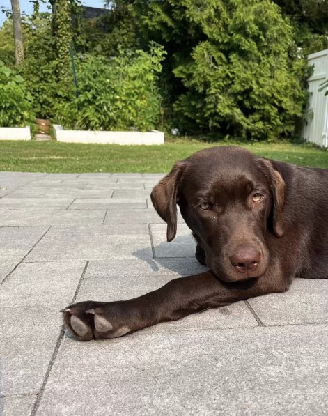 beautiful brown dog