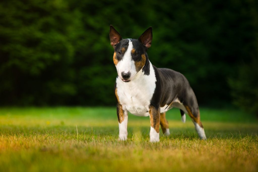 beautiful bull terrier