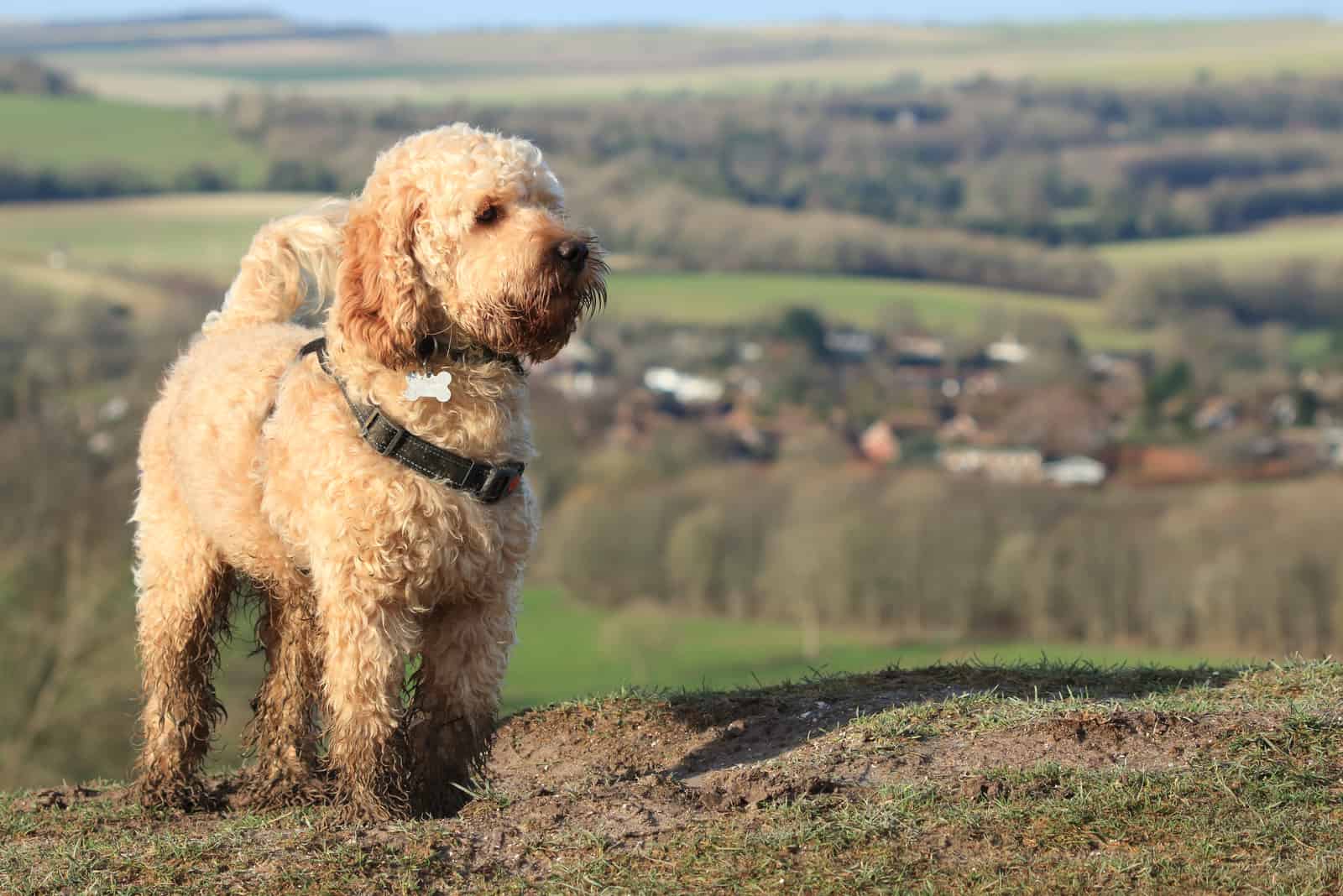 beautiful Cockapoo dog with muddy paws