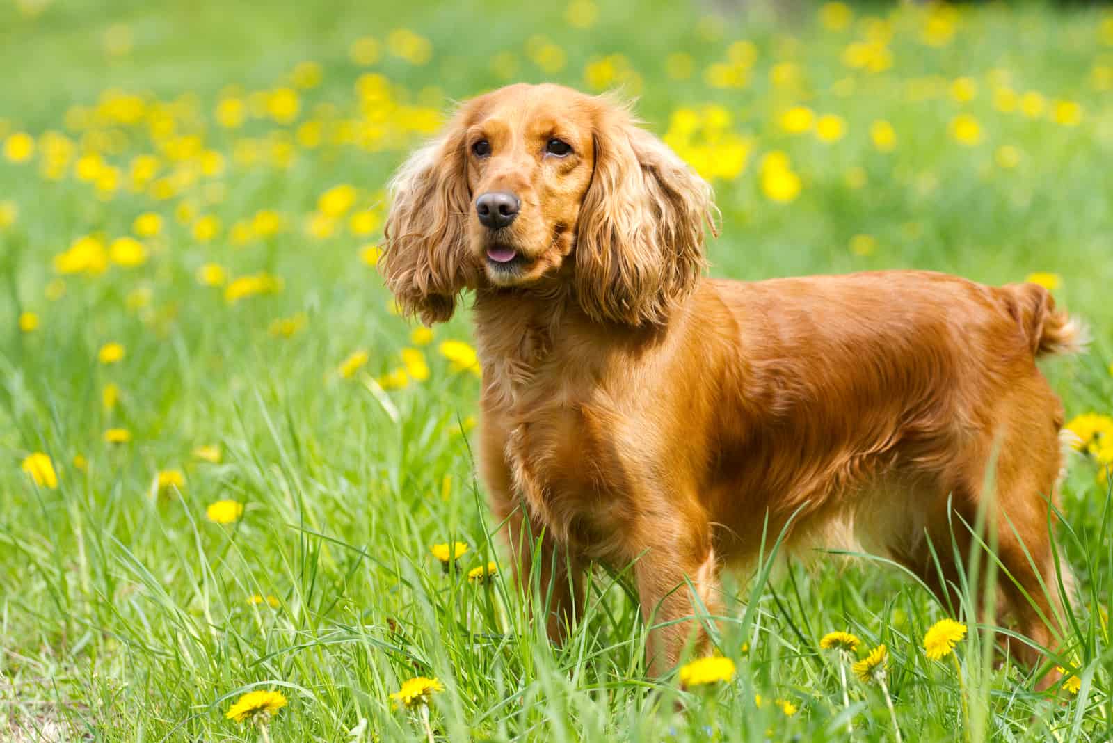 Beautiful cocker spaniel on the green grass