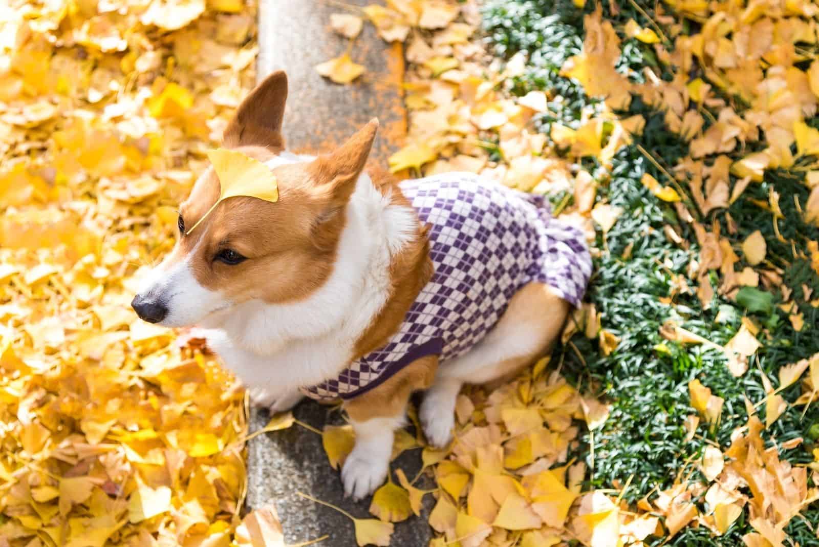 beautiful corgi dog puppy with the yellow maple leaves on his head in the early autumn atmosphere of a Golden and red maple in the Park