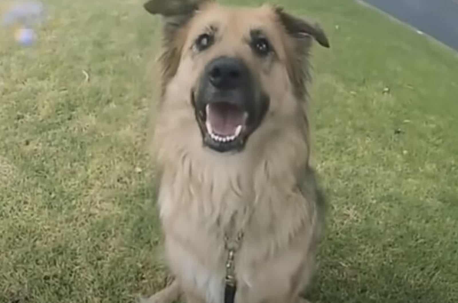 beautiful dog sitting on the grass