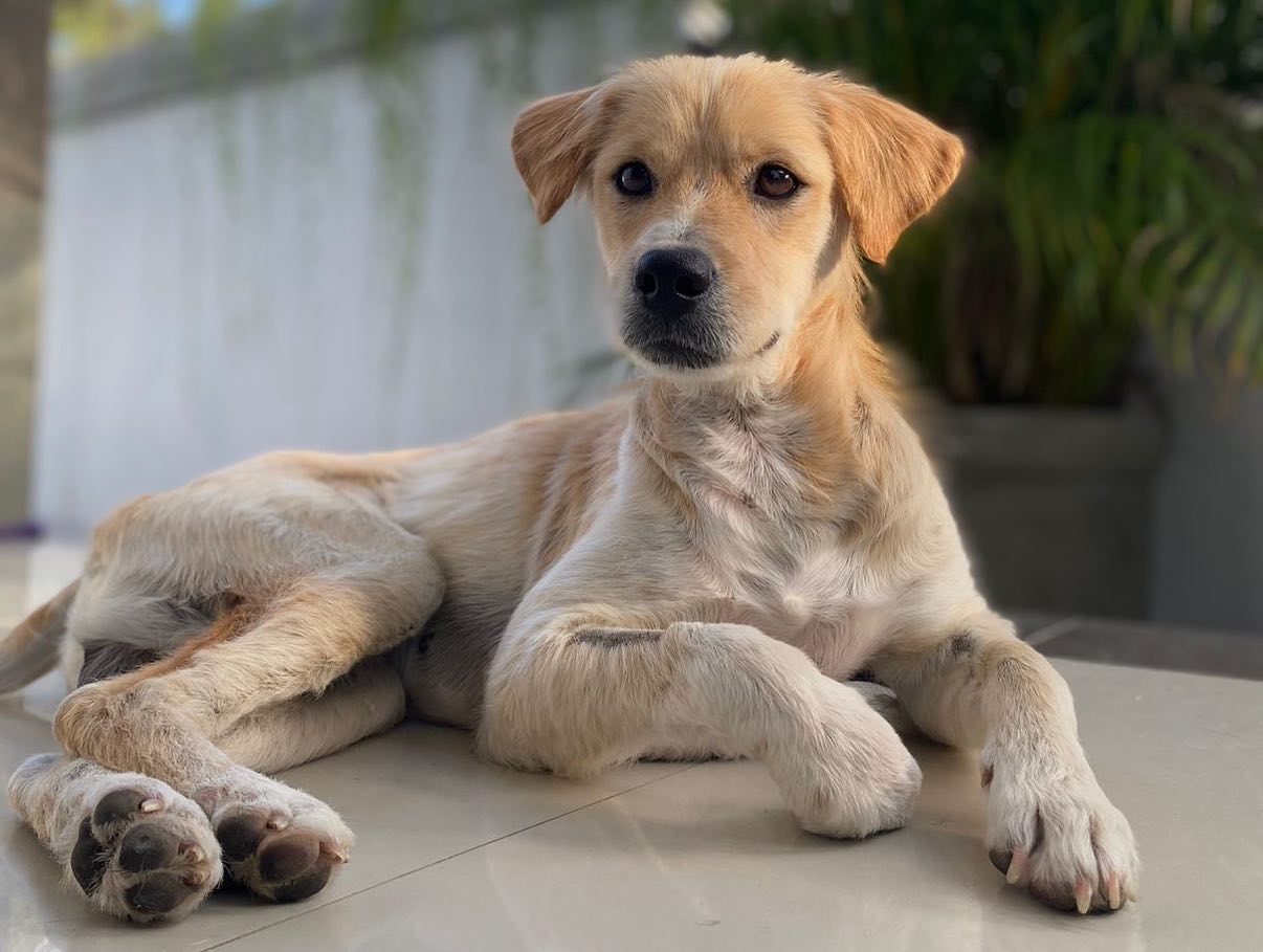 beautiful dog after recovery enjoying home