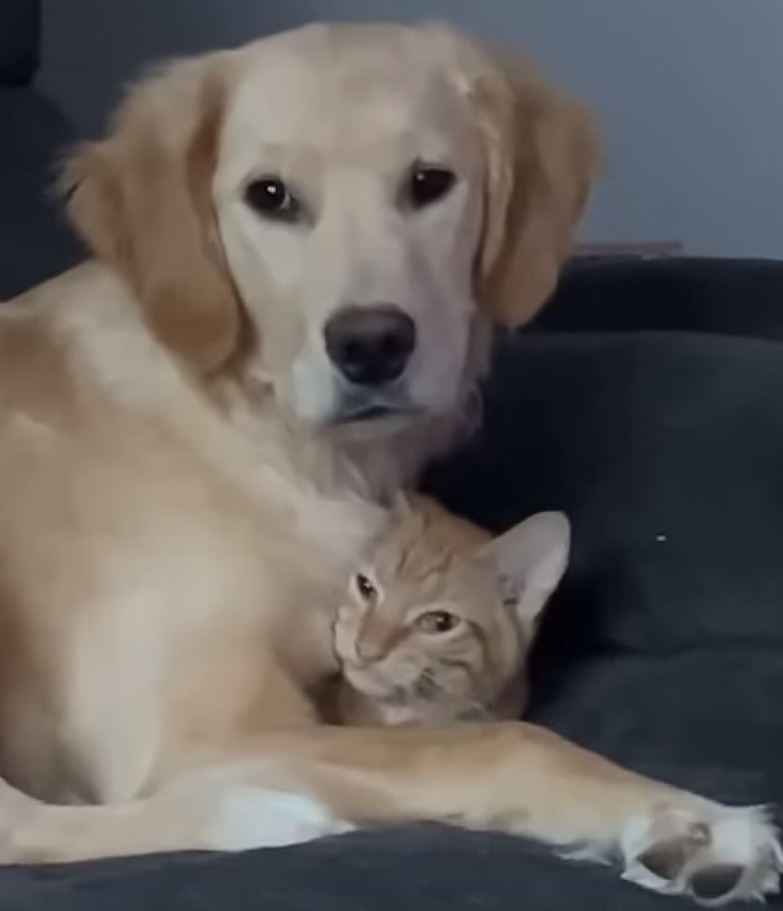 beautiful dog and beautiful cat