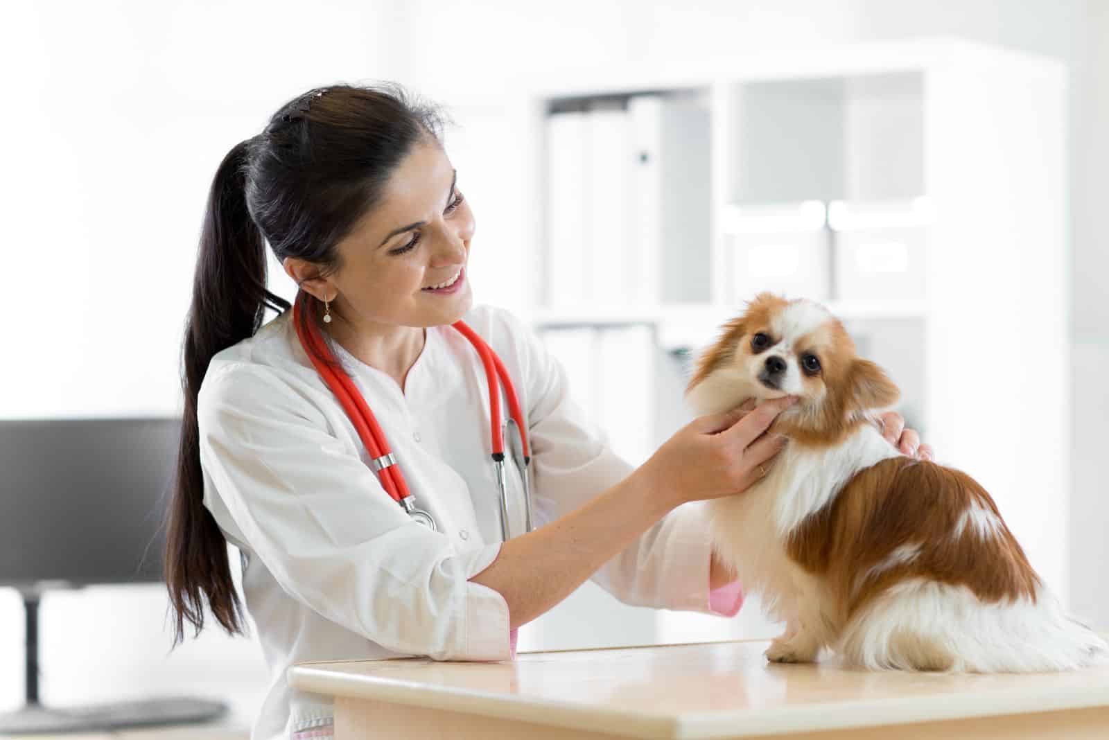 beautiful dog at the veterinarian's examination