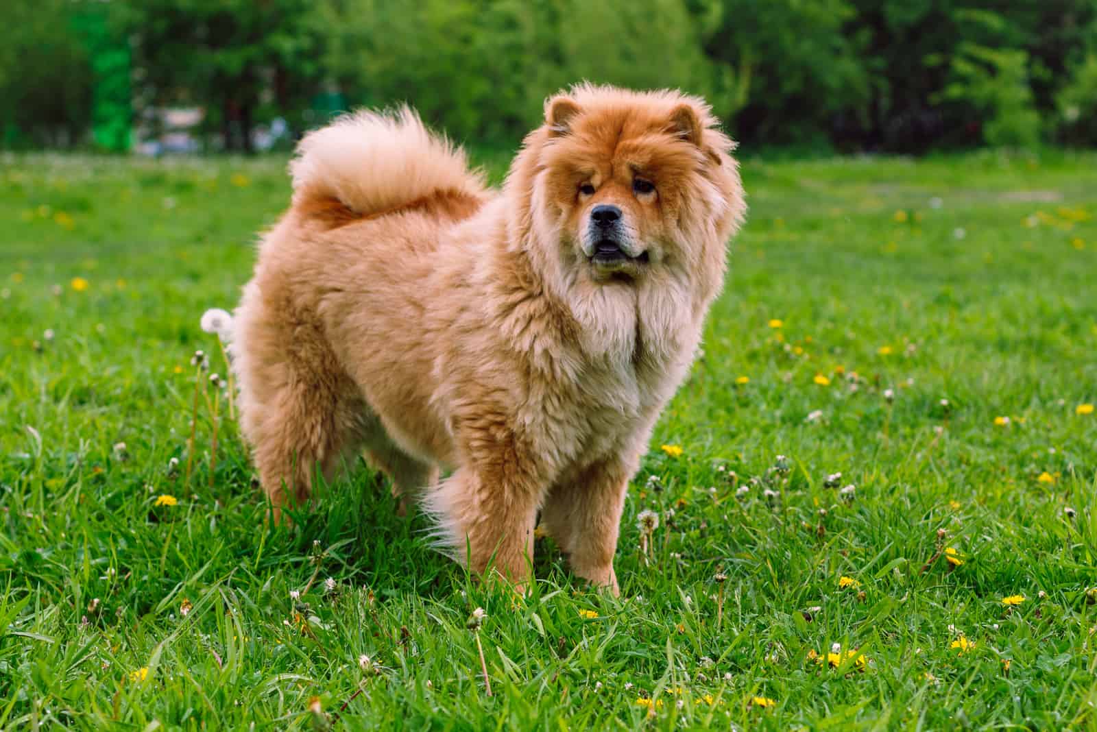 Beautiful dog chow-chow in the park