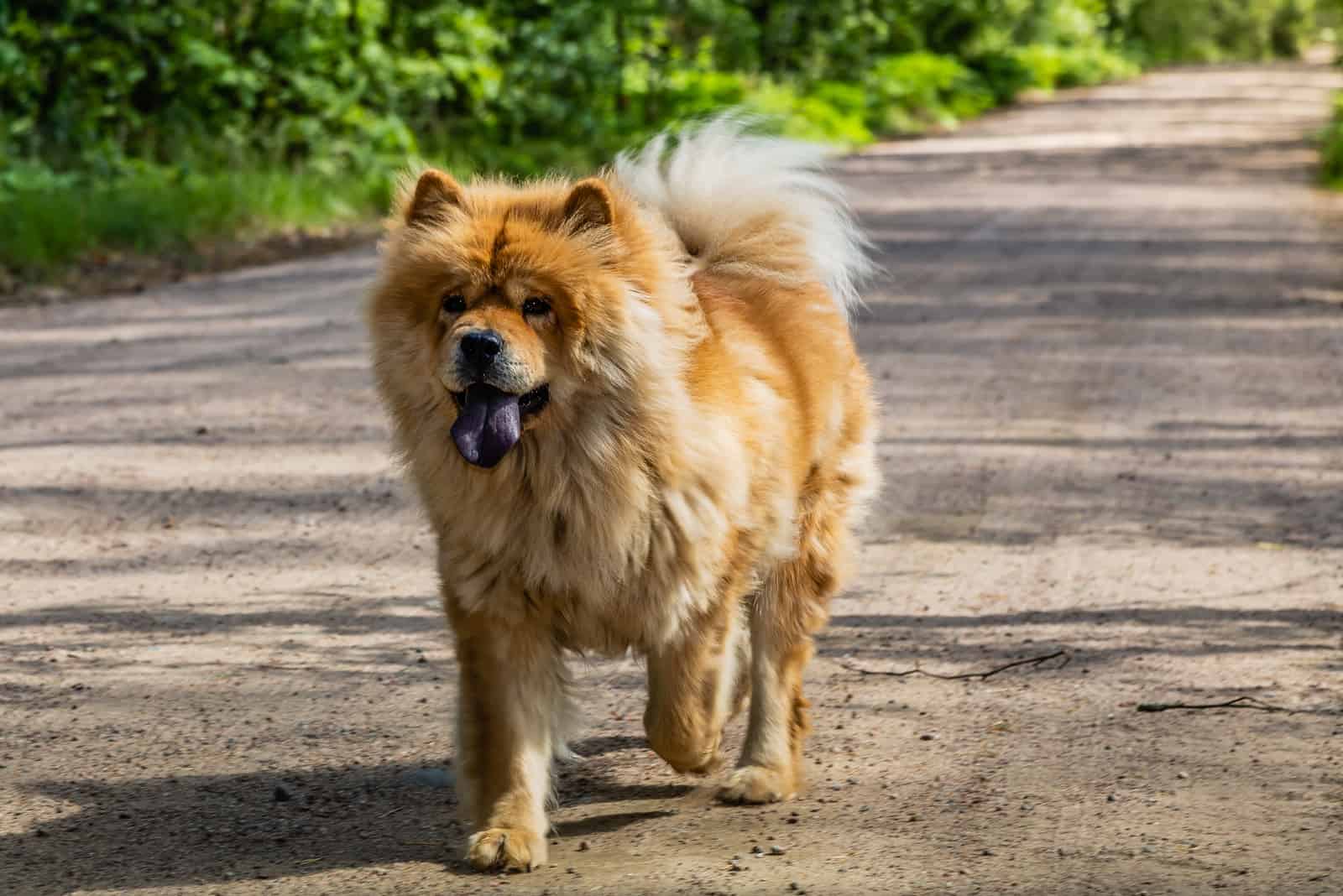 Beautiful dog Chow Chow