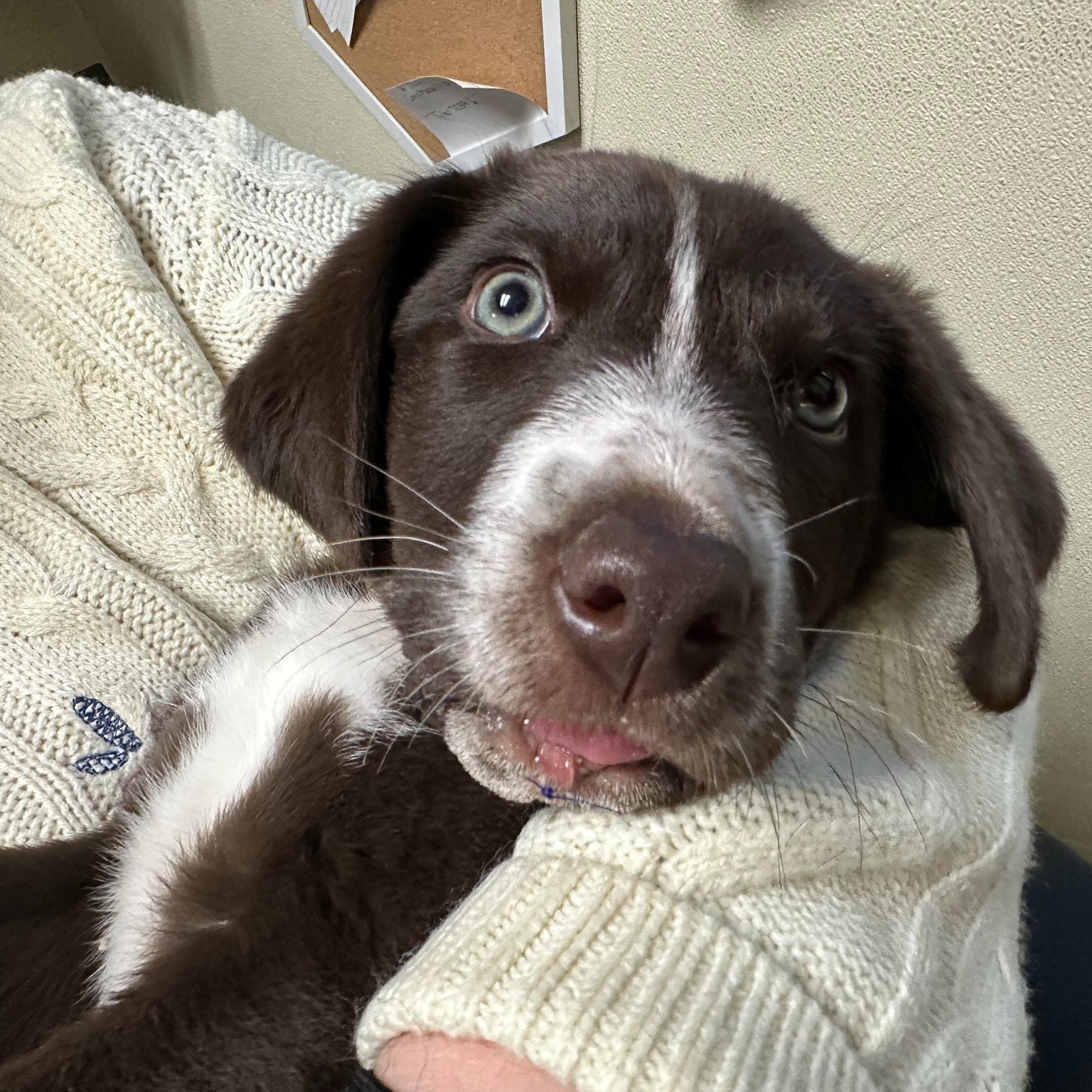 beautiful dog in woman's arms