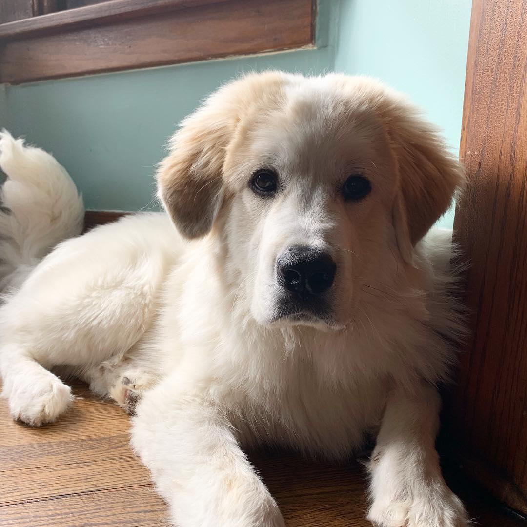 beautiful dog looking to the camera