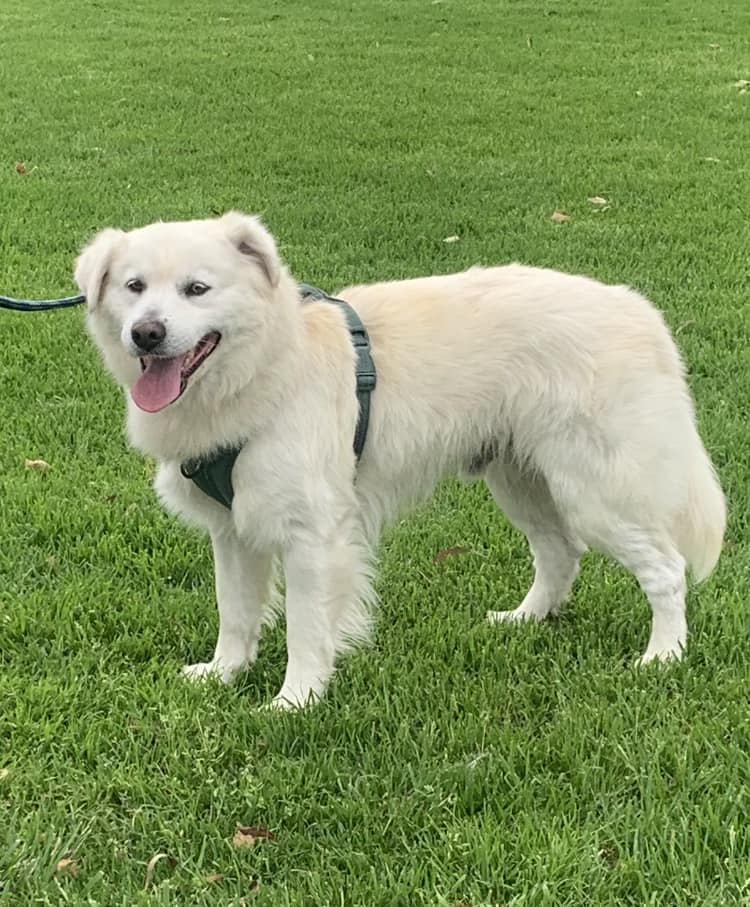 beautiful dog on the leash