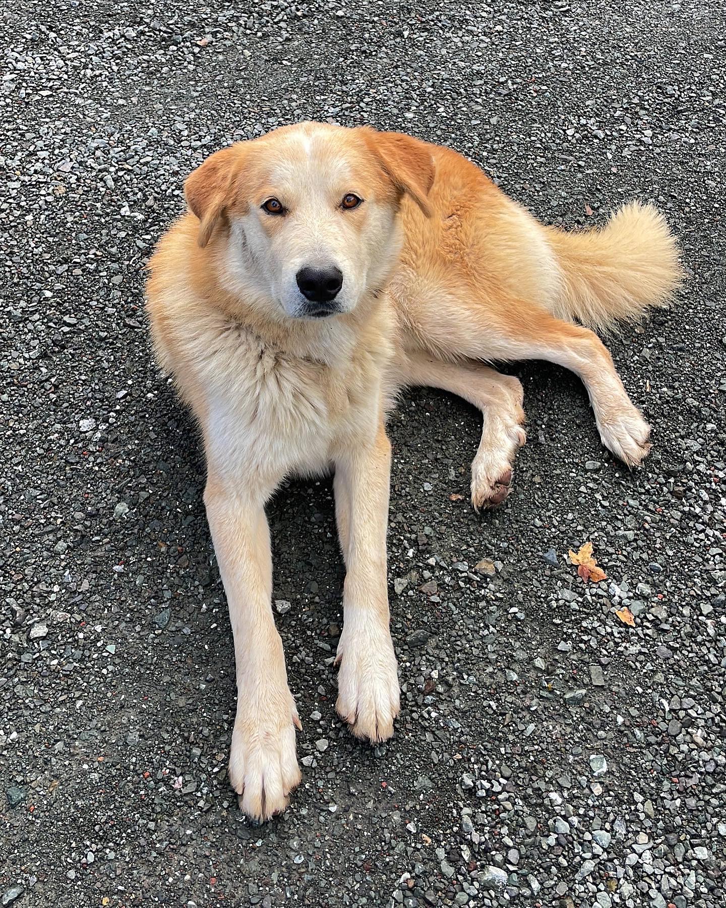 beautiful dog on the road