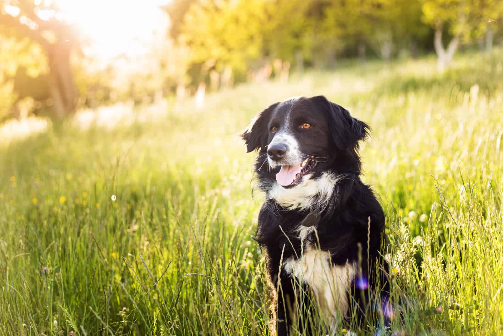 Beautiful black and white dog sitting in the grass