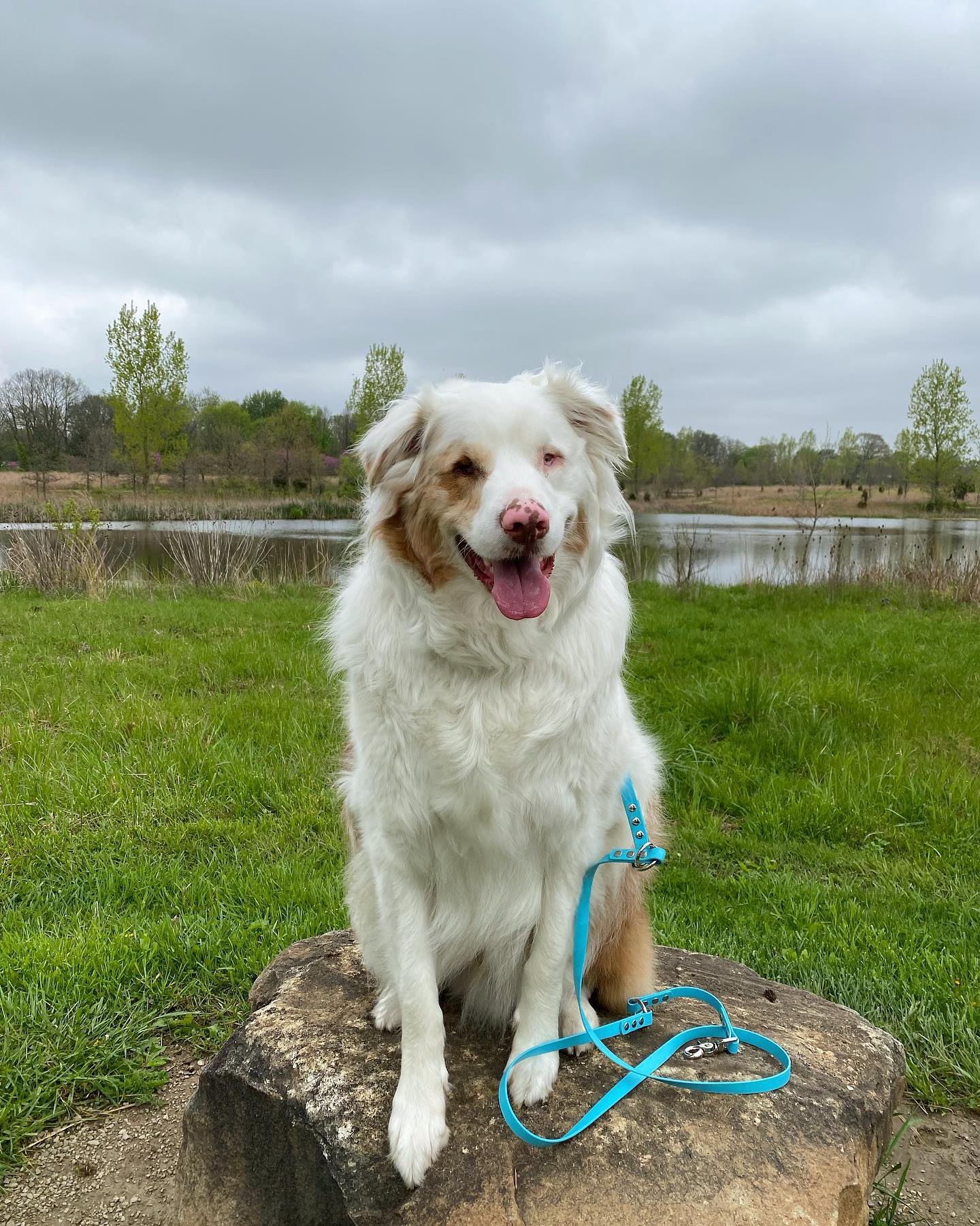 beautiful dog sitting on a rock