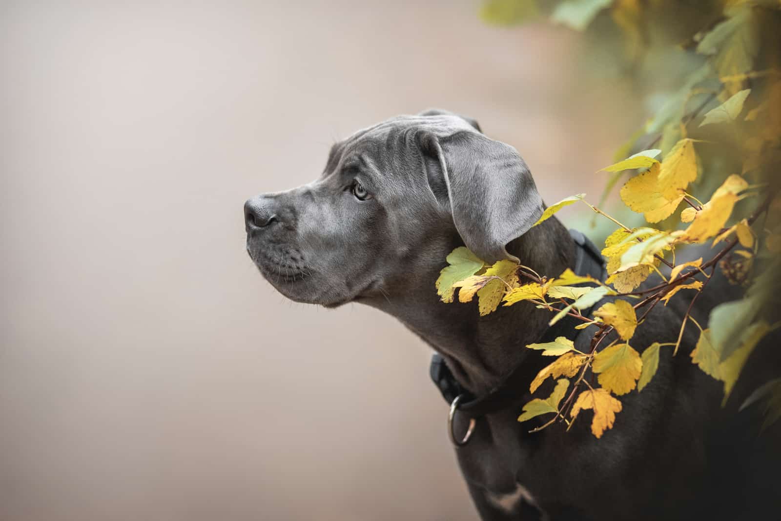 beautiful dog standing outside looking away