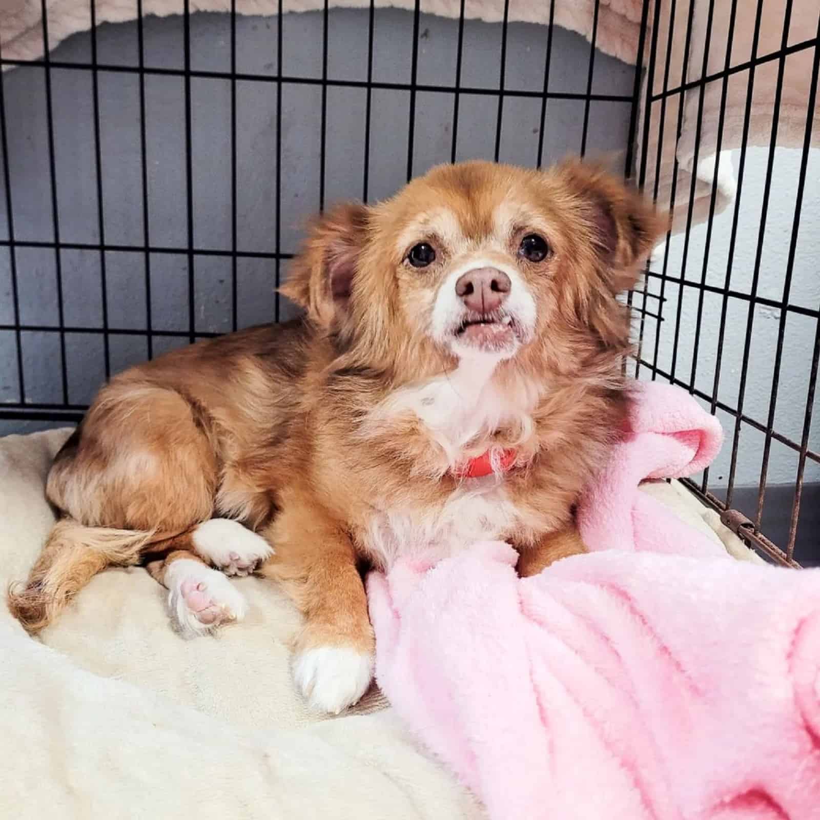 beautiful dog lying in her  crate