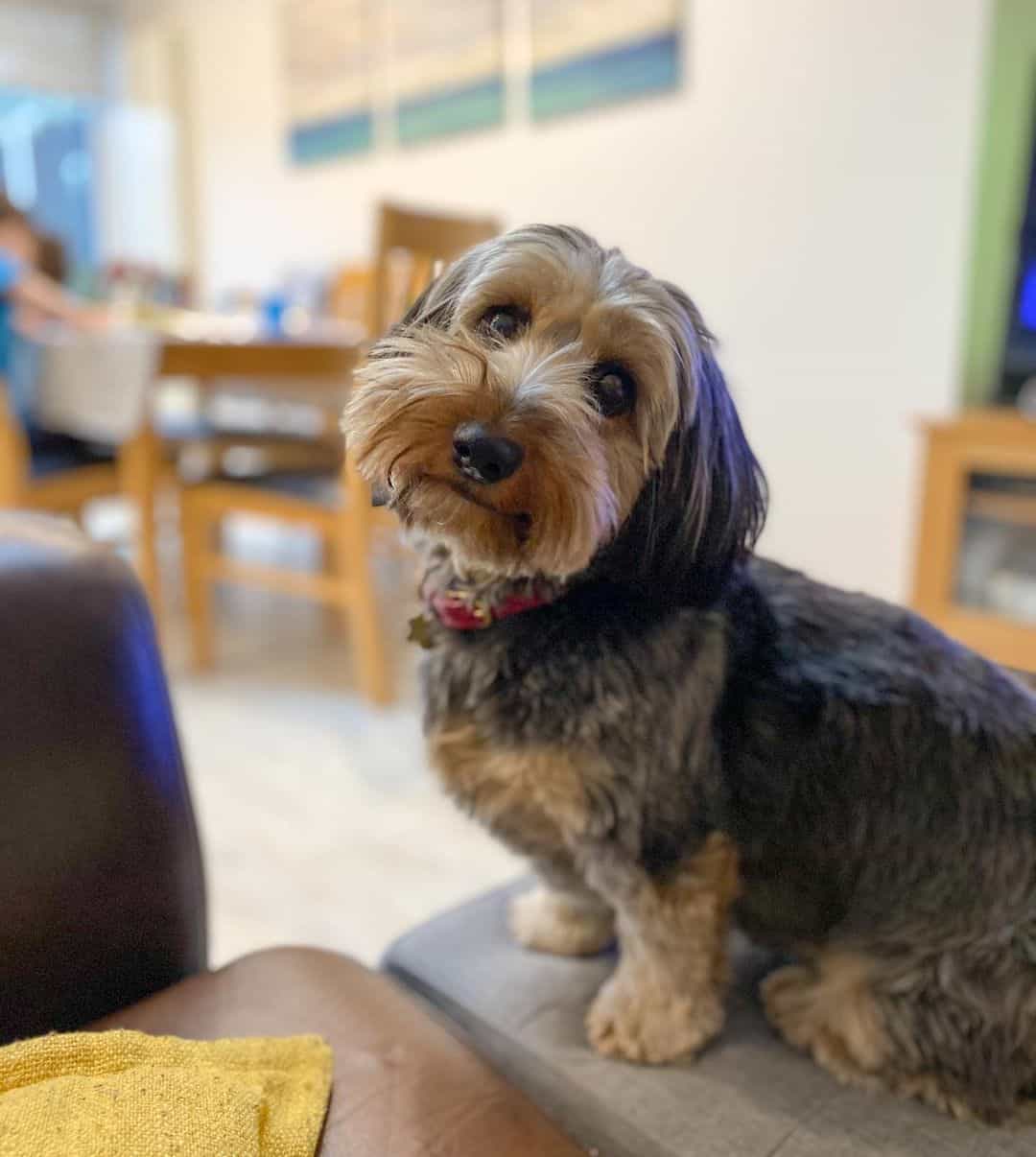 beautiful Dorkie sits and looks at the camera