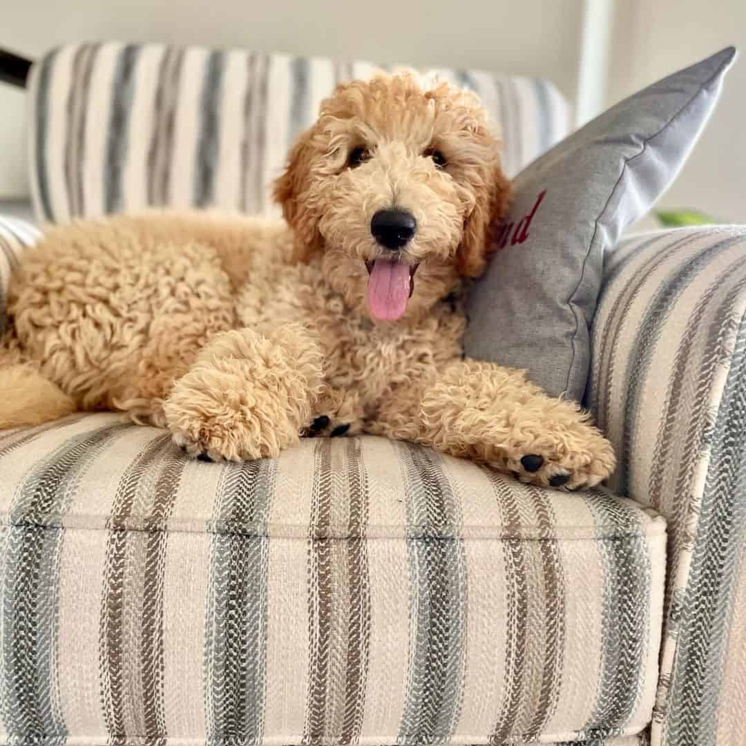 beautiful F1B Labradoodle dog