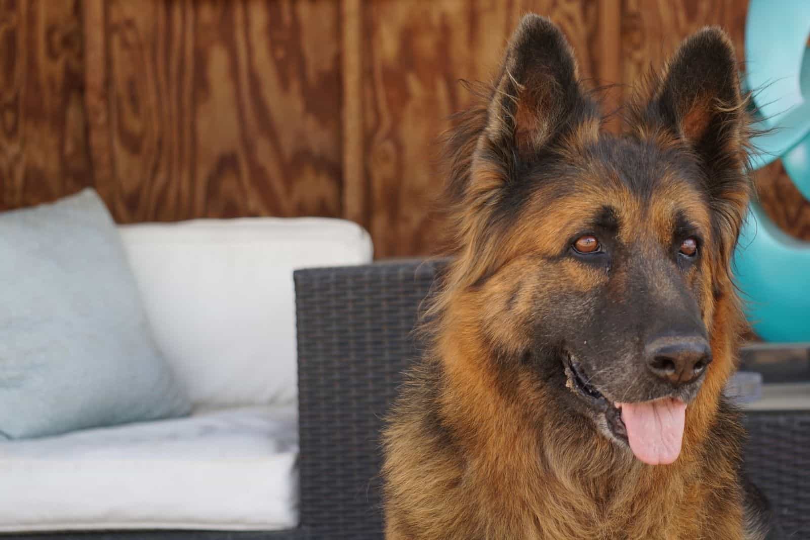 beautiful female gsd inside the bedroom