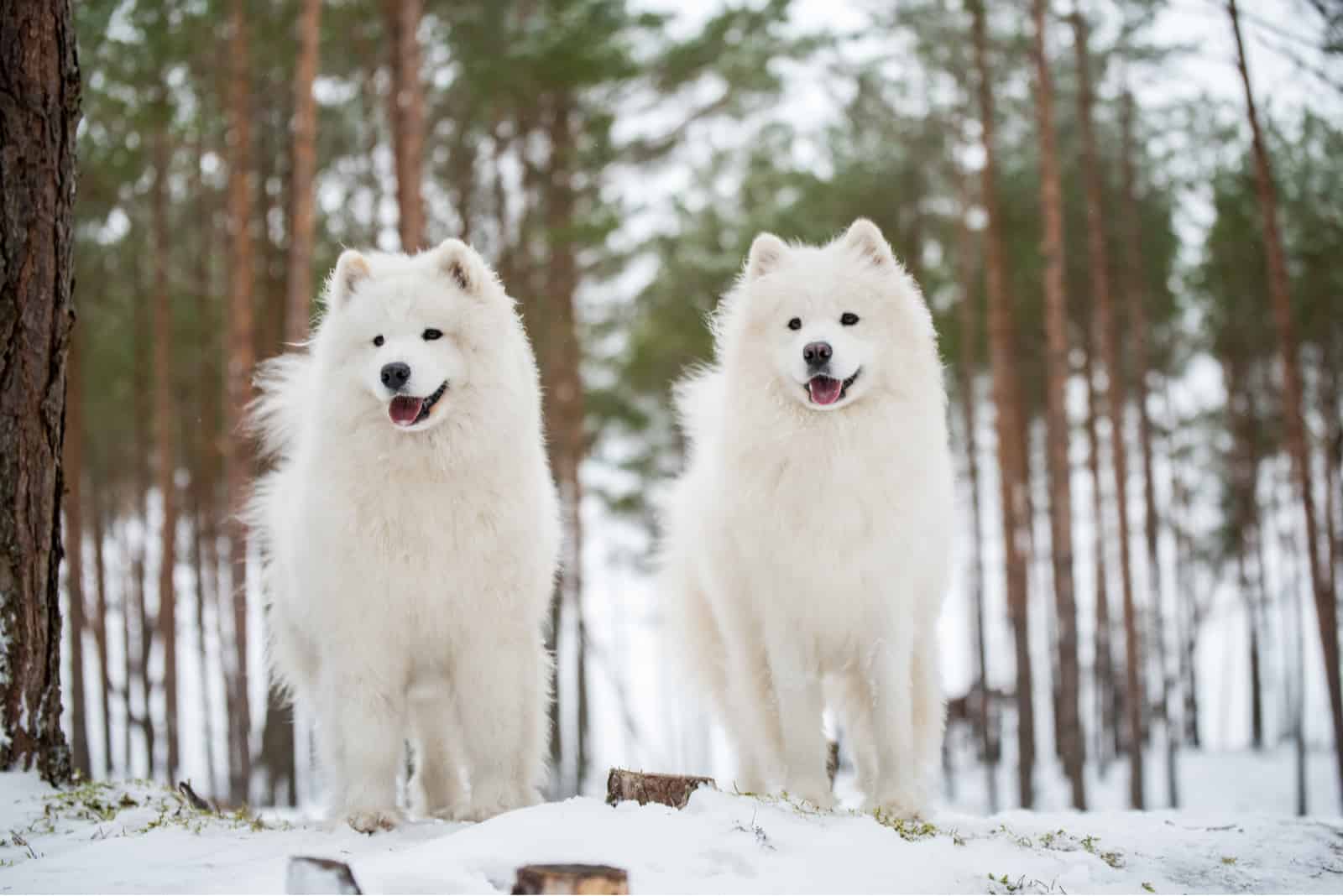 Beautiful fluffy two Samoyed white dogs is in the winter forest