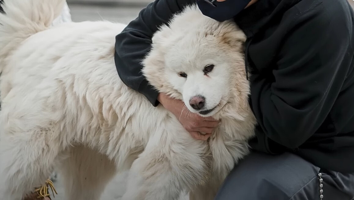 beautiful fur dog with man