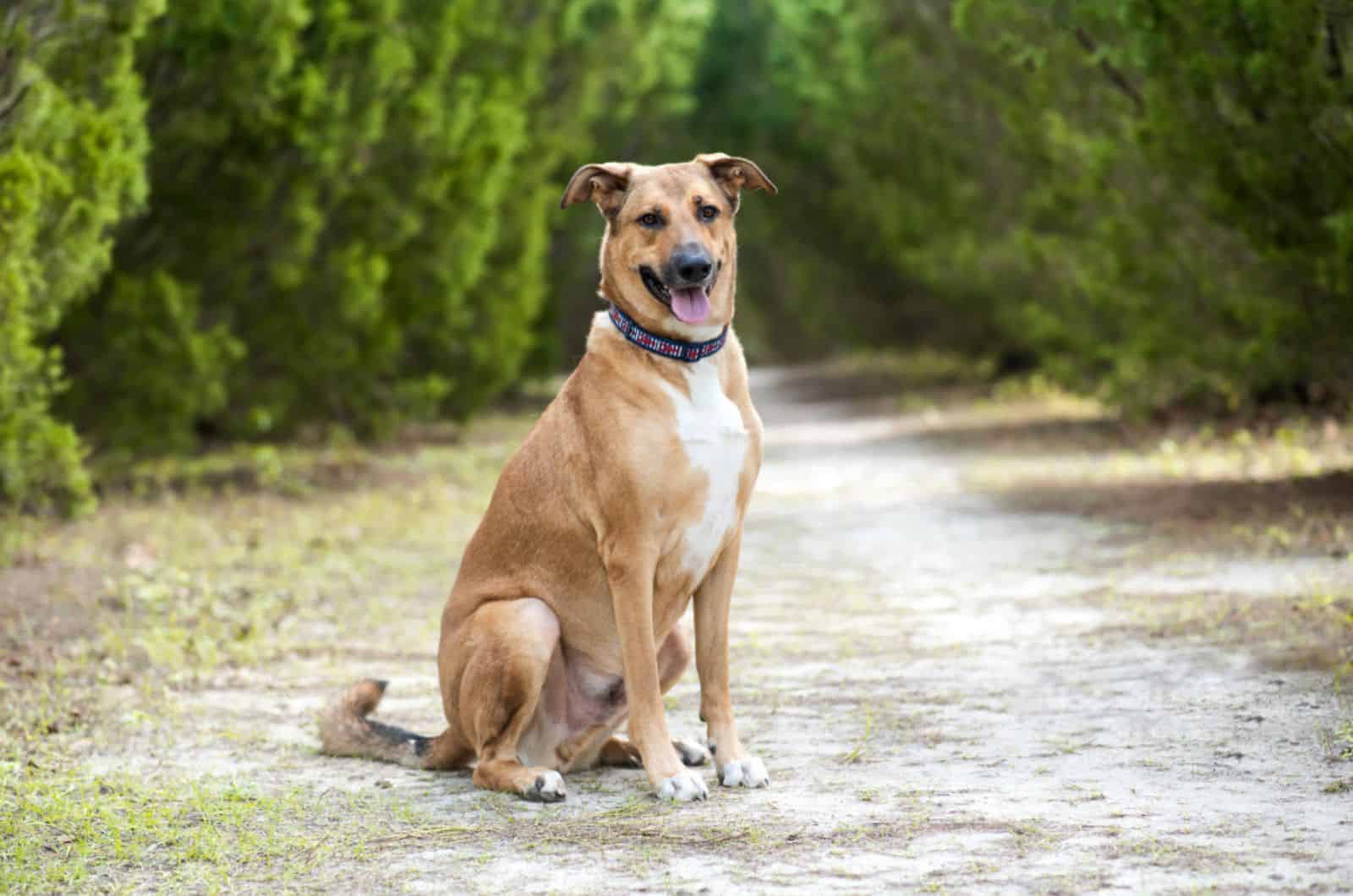 beautiful german anatolian shepherd dog sitting on the ground