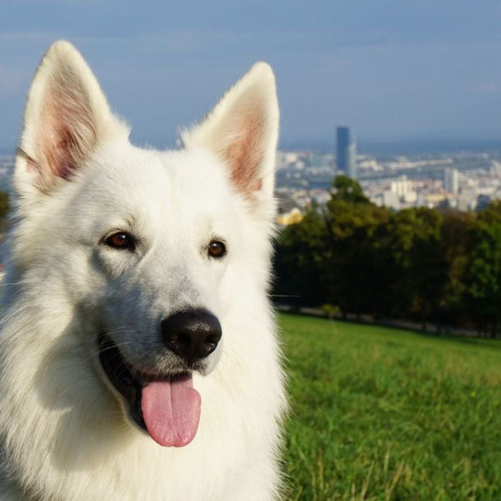 beautiful german shepherd dog