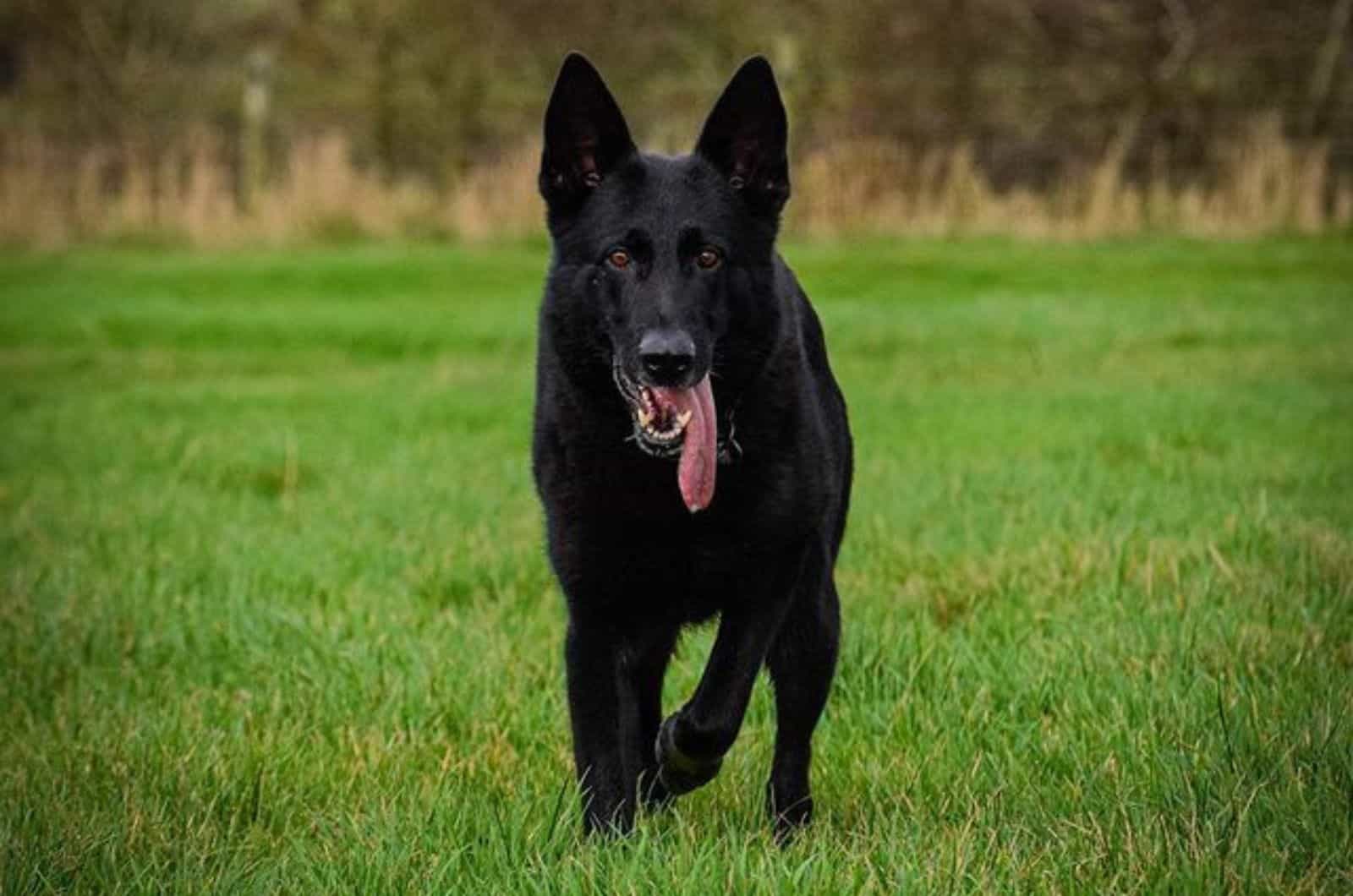 beautiful german shepherd dog walking on the grass