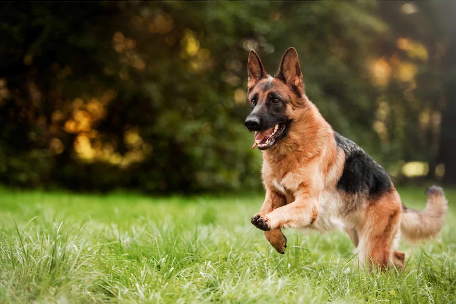 beautiful german shepherd running in the grass